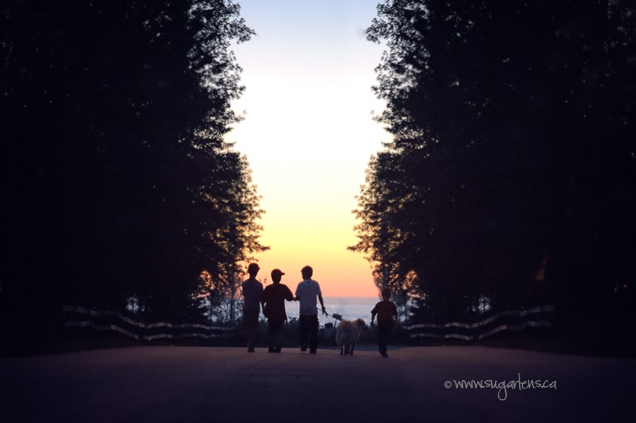 boys, dog and a sunset