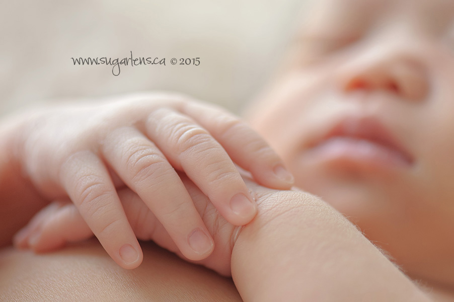 newmarket newborn photography